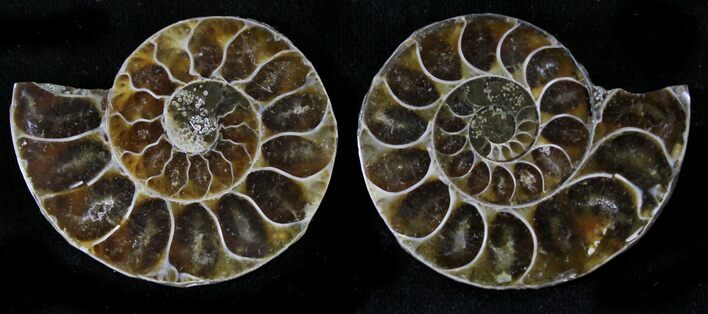 Small Desmoceras Ammonite Pair - #23803